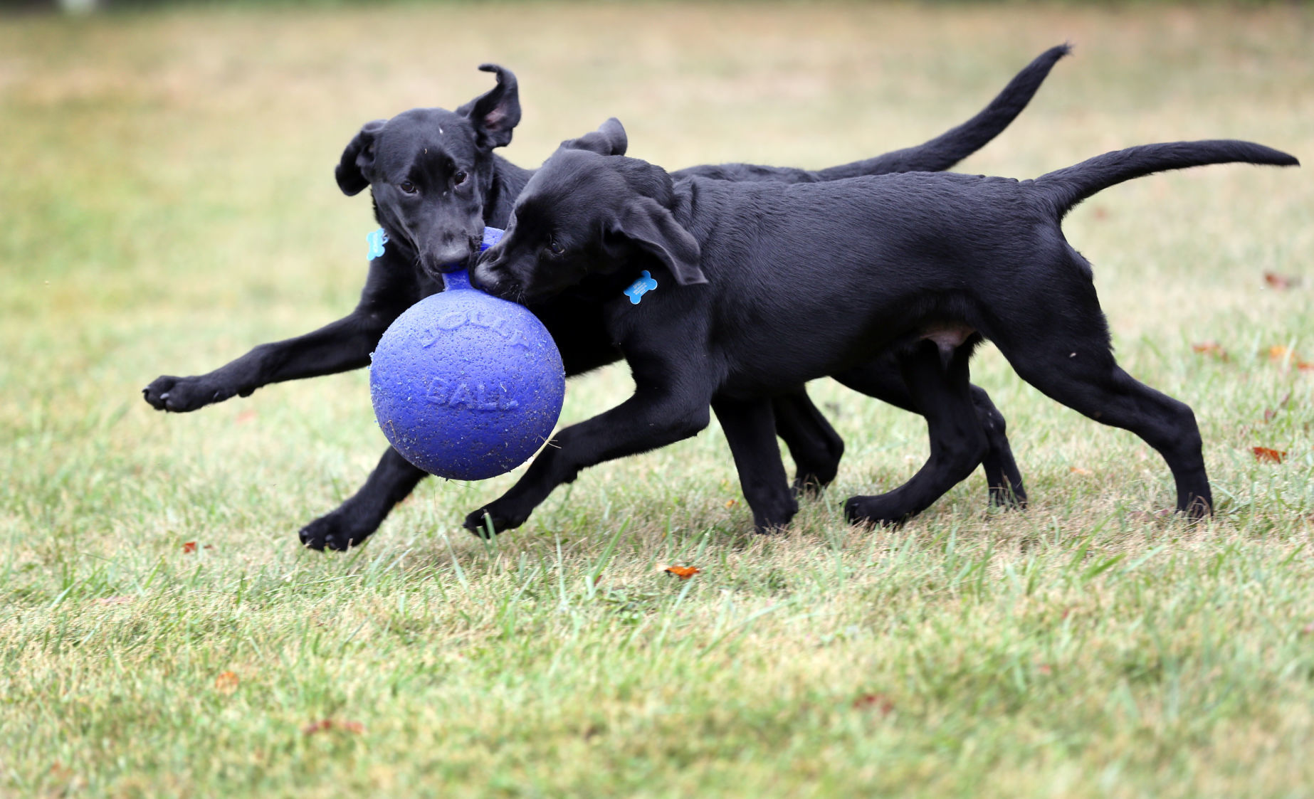St. Francis Service Dogs
